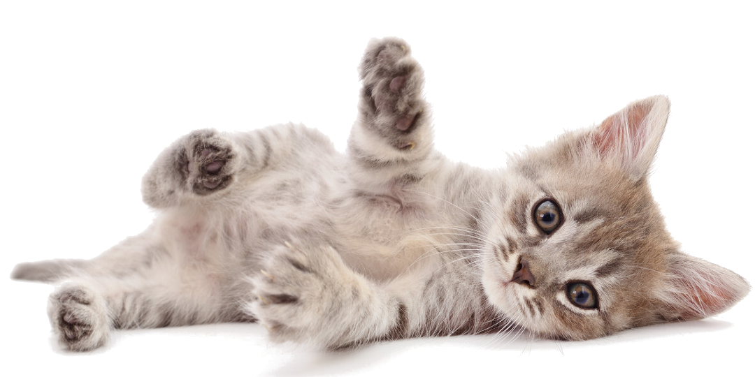 home_gatosf