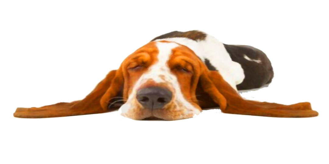 1home_perro2sf