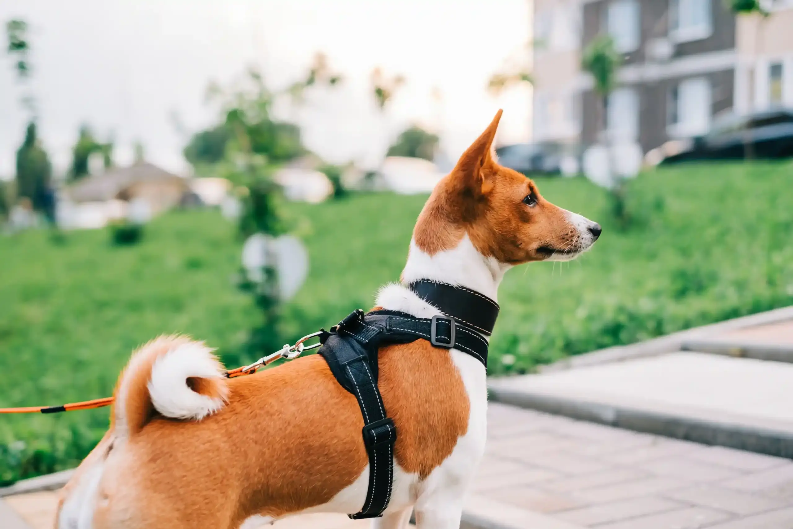 Cómo elegir el cinturón de seguridad para perros más apropiado?