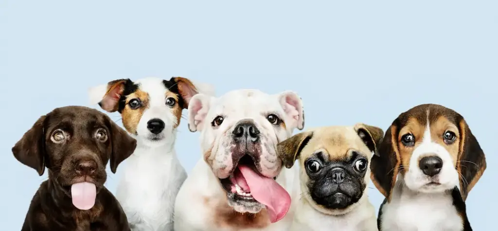 diferentes razas de perros