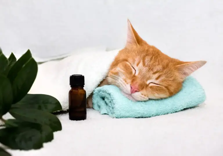 Aromaterapia para mascotas: Un toque de bienestar 