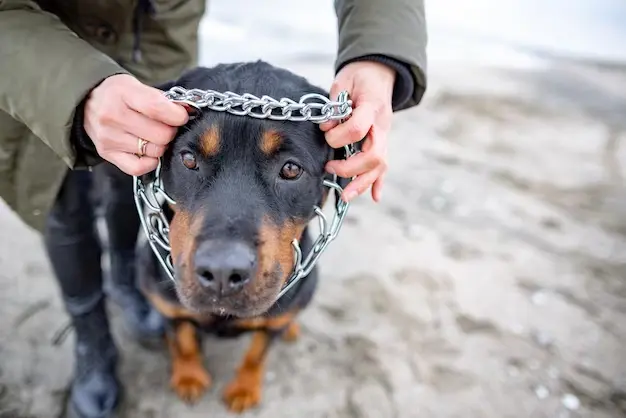 Amor y cuidado: No utilices el Collar de Ahogo con tu Perro