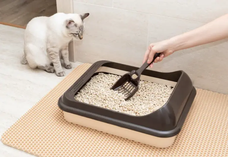 ¿Cómo mantener la higiene de la arena para gatos?