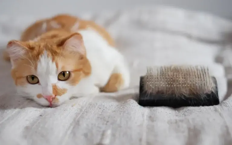 Pelo de gato: Mi gato bota mucho pelo: ¿Qué hago?