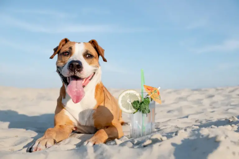 ¿Cómo refrescar a tu perro del calor de verano?