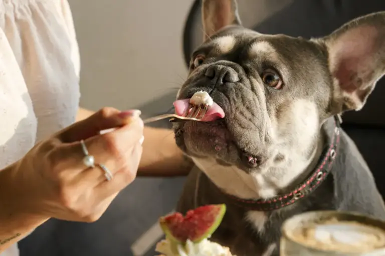 Comida casera para perros: hazlas sin morir en el intento