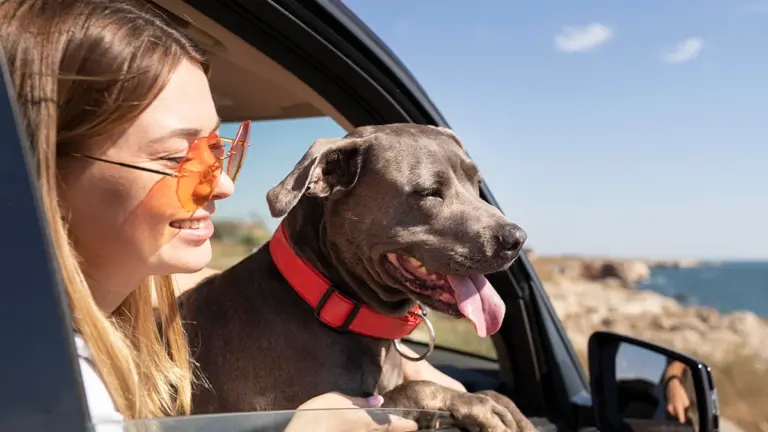 Viajar con mascotas: ¿Cómo hacerlo de forma cómoda y segura?
