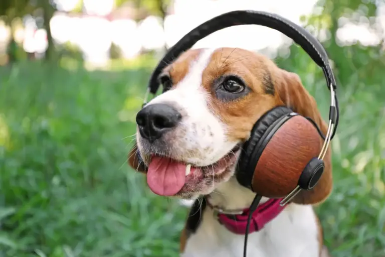 ¿Conoces el poder curativo de la música para mascotas?